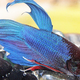 Image for article titled These fish fight so hard they have to build rest breaks into their battles